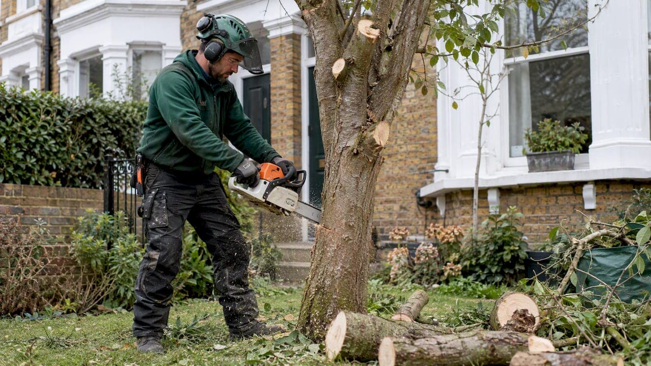 London Tree Surgery Costs: Check TPO Rules Before Booking